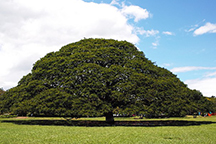 モアナルア・ガーデン