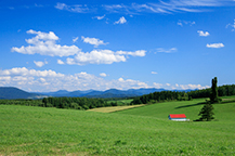 富良野の風景（車窓）