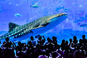 美ら海水族館